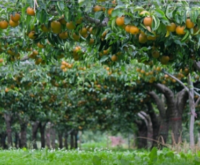 フルーツライン